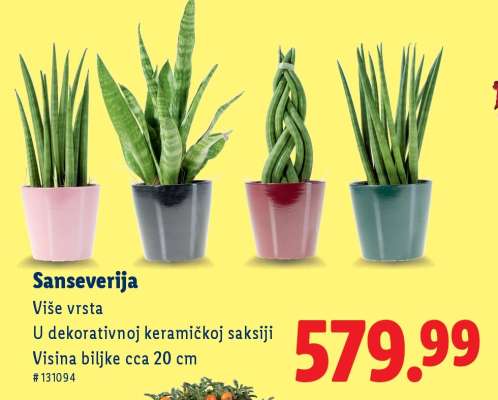 Sanseverija