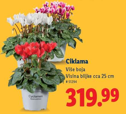 Ciklama