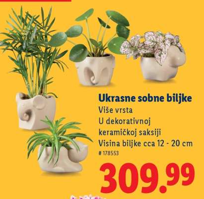 Ukrasne sobne biljke