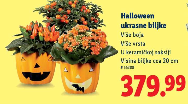Halloween ukrasne biljke