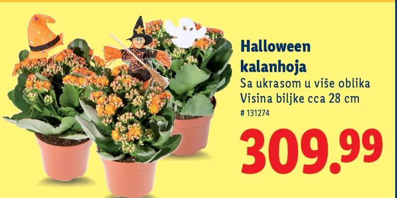 Halloween kalanhoja