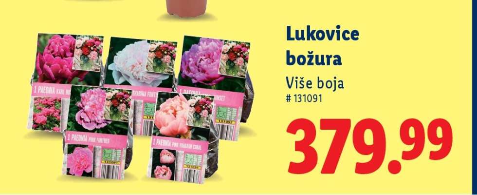 Lukovice božura
