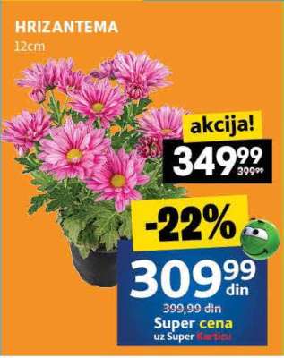 Hrizantema