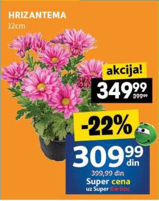 Hrizantema