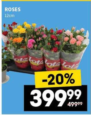 ROSES