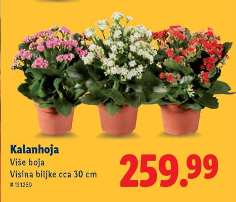 Kalanhoja