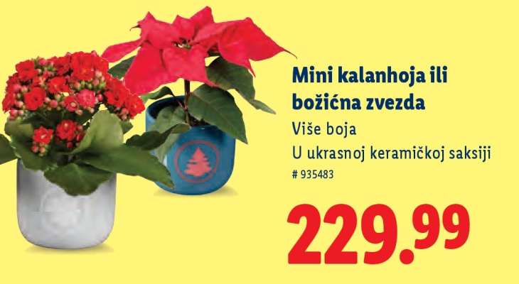 Mini kalanhoja ili božićna zvezda