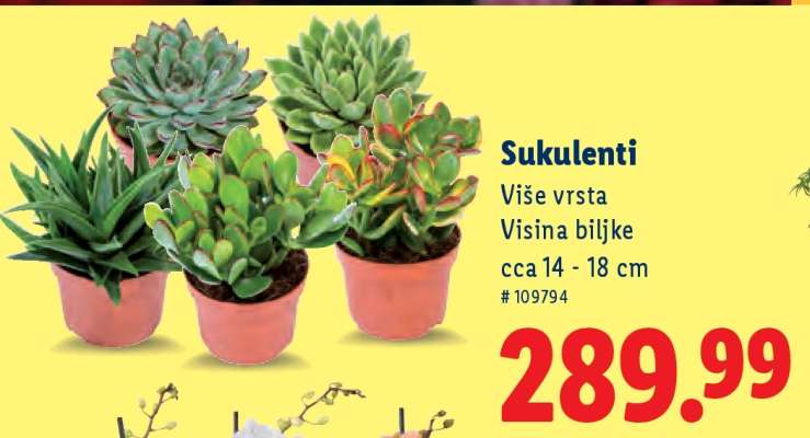 Sukulenti