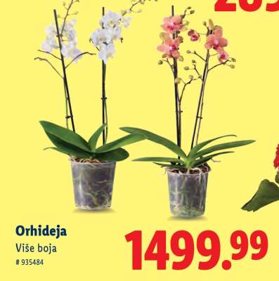 Orhideja