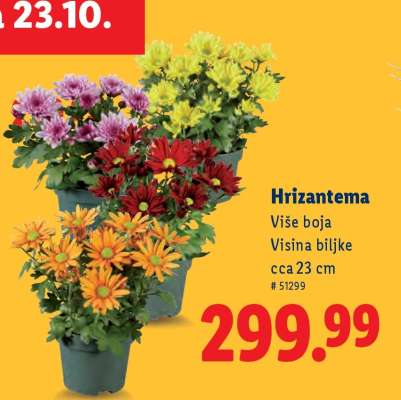 Hrizantema
