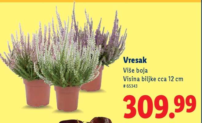 Vresak