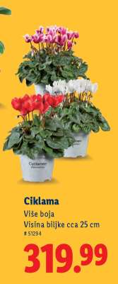 Ciklama