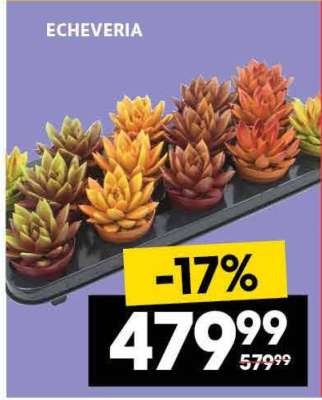 ECHEVERIA
