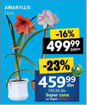AMARYLLIS