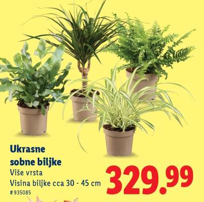 Ukrasne sobne biljke