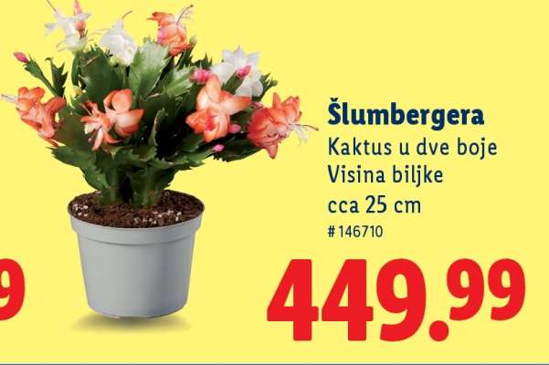 Šlumbergera