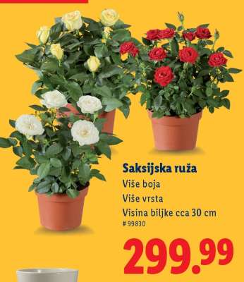 Saksijska ruža