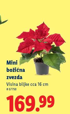 Mini božićna zvezda