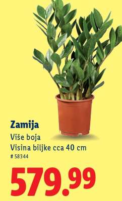 Zamija