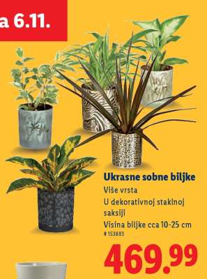 Ukrasne sobne biljke