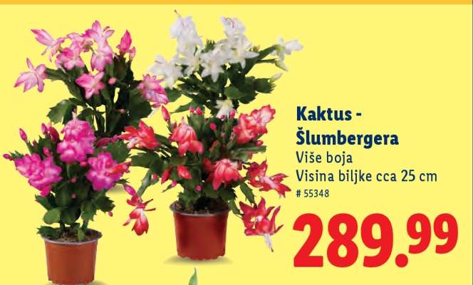 Kaktus - Šlumbergera