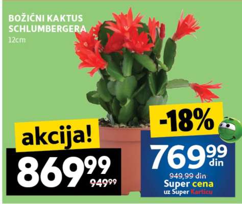 BOŽIĆNI KAKTUS SCHLUMBERGERA