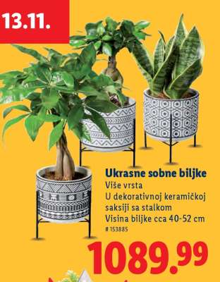 Ukrasne sobne biljke