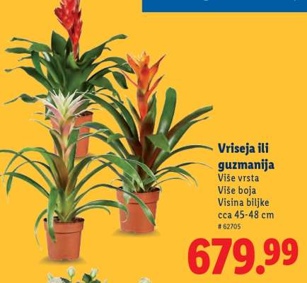 Vrísea ili guzmanija