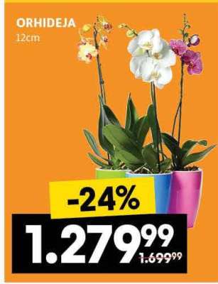Orhideja