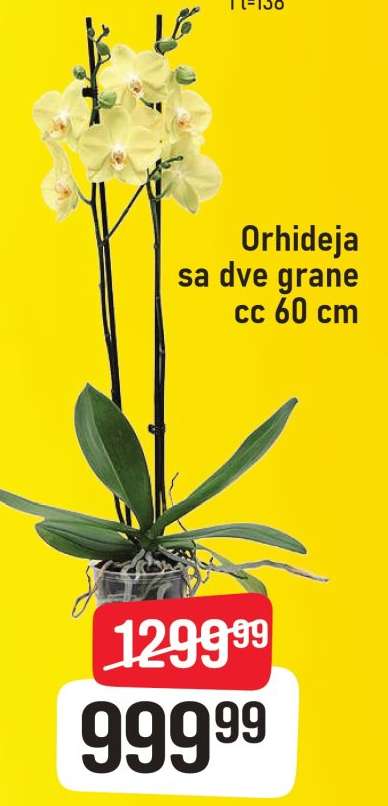 Orhideja sa dve grane