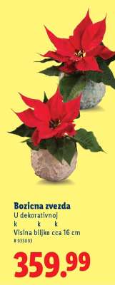 Božićna zvezda