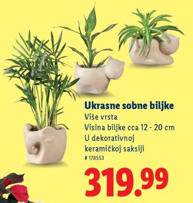 Ukrasne sobne biljke