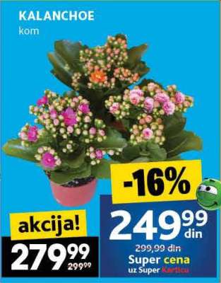 KALANCHOE