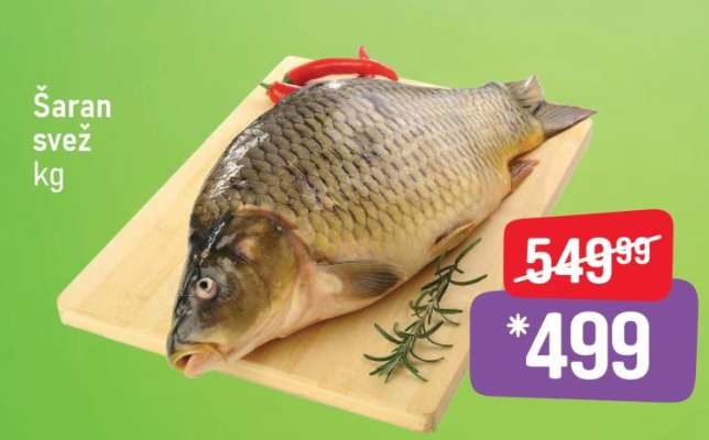 Šaran svež