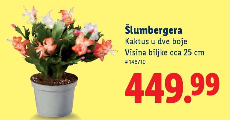 Šlumbergera