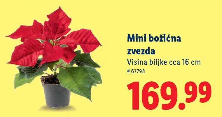Mini božićna zvezda