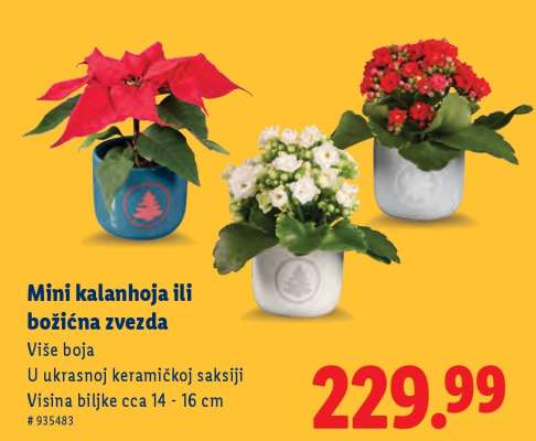 Mini kalanhoja ili božićna zvezda