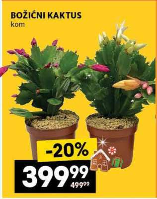 Božićni kaktus