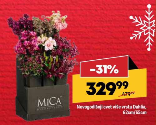 Novogodišnji cvet više vrsta Dahlia, 62cm/65cm