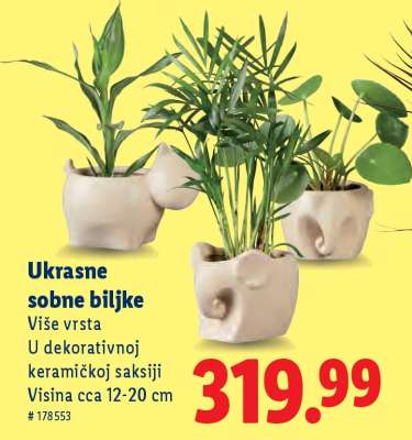 Ukrasne sobne biljke