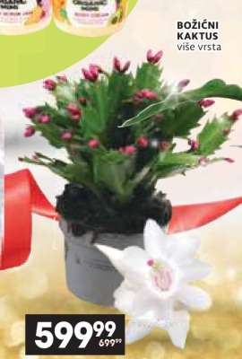 Božićni kaktus