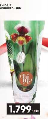 ORHIDEJA PAPIOPEDILIUM