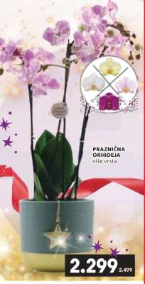 PRAZNIČNA ORHIDEJA