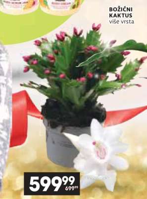 Božićni kaktus