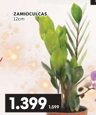ZAMIOCULCAS