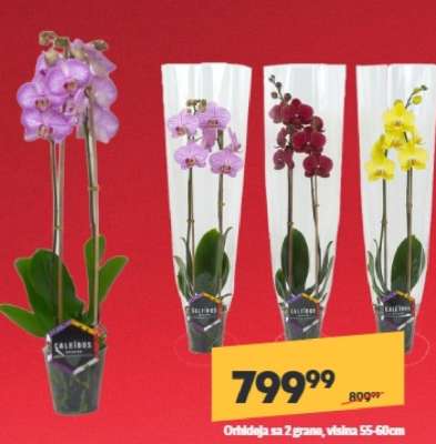Orhideja sa 2 grane