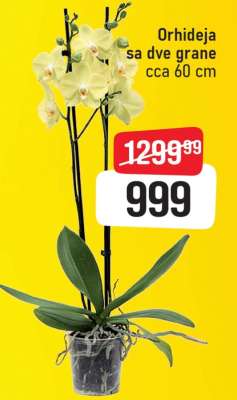 Orhideja sa dve grane