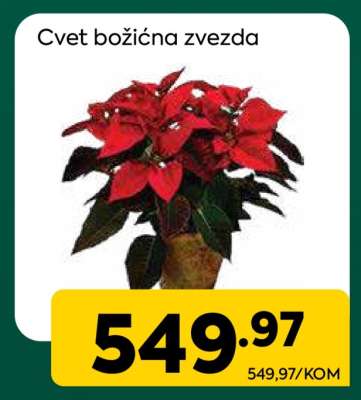 Cvet božićna zvezda