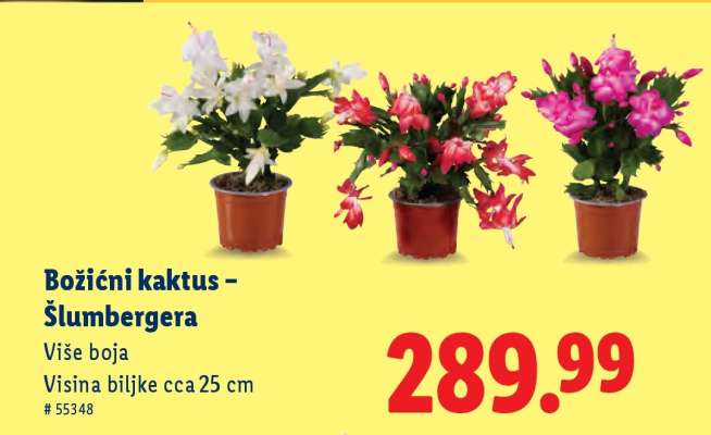 Božični kaktus – Šlumbergera