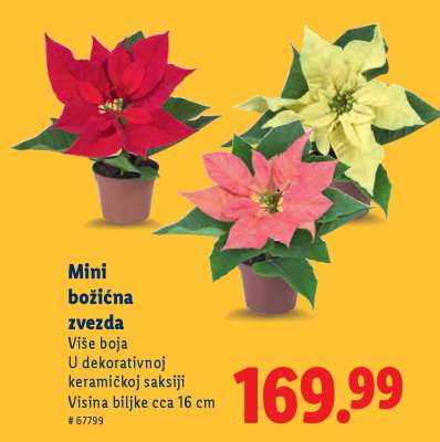 Mini božićna zvezda